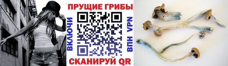 наркотики omg ссылки дарк нет Telegram Талица Псилоцибиновые грибы прущие грибы